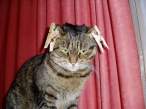 Ears.JPG