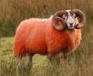 Sheep.jpg