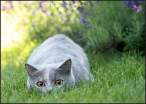 Kitty.jpg