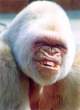 Ape1416.jpg