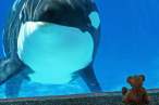Whale.jpg