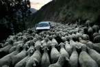 Sheep block.jpg