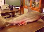 Shark.jpg