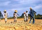 Field.jpg