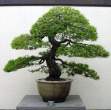 Bonsai_001 (4).jpg