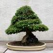 Bonsai_001 (9).jpg
