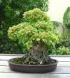 Bonsai_001 (40).jpg