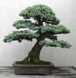 Bonsai_001 (25).jpg