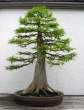 Bonsai_001 (29).jpg