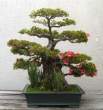 Bonsai_001 (30).jpg