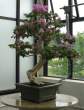 Bonsai_001 (34).jpg