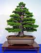 Bonsai_001 (42).jpg