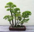 Bonsai_001 (38).jpg