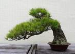 Bonsai_001 (39).jpg
