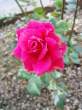 Rose.jpg