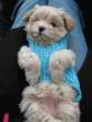 Puppy.jpg