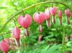 Flowers.jpg