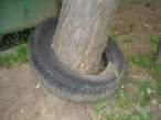 Tree.jpg