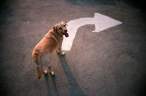 That way.jpg