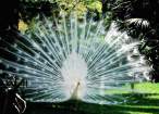 Peacock.jpg