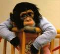 Baby monkey.jpg
