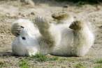 Polar bear.jpg