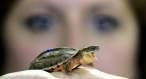 Turtle.jpg