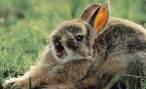 Screaming wabbit.jpg
