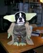 Yoda.jpg