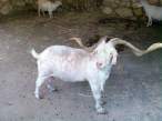 Funny goat.jpg