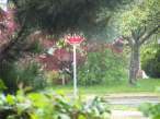 Spying on the Neighbors.jpg