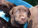 Blue eyes.jpg