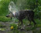 Wet doggy.jpg