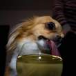 Drink.jpg