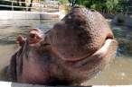 Hippo.jpg