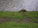 Goose.jpg
