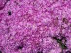 Flowers.jpg