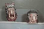 Birds.jpg