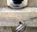 Snail.jpg