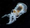 Tiny octopussy.jpg