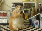 Fat.jpg