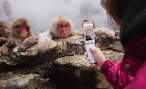 Monkeys.jpg