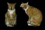 Cats.jpg