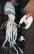 Huge squid.jpg