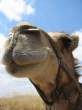 Camel.jpg
