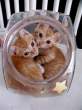 fishbowlcats.jpg
