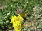 Butterfly.jpg