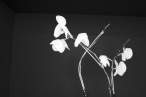 Orchids, Black and White.jpg