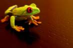 Frog.jpg