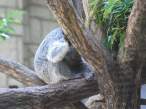 Koala.jpg